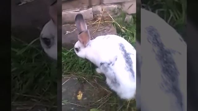 Как поживают мышки и хомяк? Кролик гуляет. смотреть онлайн