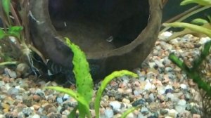 О моих вуалевых звездчатых сомиках анциструсах)