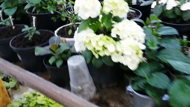 Распродаём гортензию "бесконечное лето". смотреть онлайн