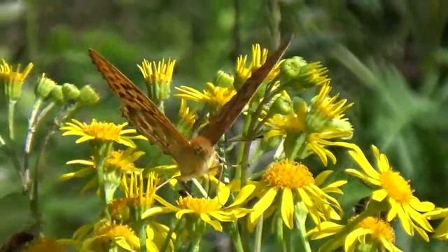 А Рыбников Цветы Через терни к звёздам смотреть онлайн