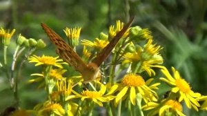 А Рыбников Цветы Через терни к звёздам