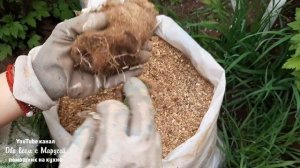 ВЫРАЩИВАНИЕ В МЕШКАХ  ДЛЯ МАЛЕНЬКОГО ОГОРОДА