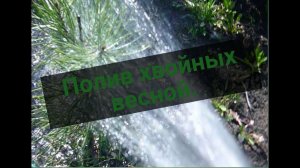 Как правильно поливать хвойные растения весной? Саженцы, сеянцы хвойных на доращивание - уход весной