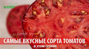 Самые вкусные сорта томатов в этом сезоне. Эти томаты смогут удивить своим вкусом! Вкусные томаты!