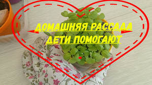 Дети вырастили рассаду!#рассада#рассадабазилика#рассадапомидор#рассадатоматов#детипомогаютродителям#