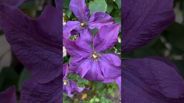 Clematis Flowers 🌸🌿😍♥️     #nature #flowerlover #viral #short