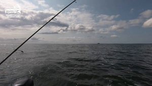 Большой улов VLOG: Судак. Калининградский залив. Троллинг. Август 2018.