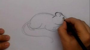 Как нарисовать мышь