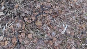 Заброшенные шахты (3). Сланцы 24.04.2018