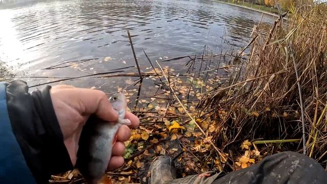 Приключение великана Нормунда в стране лилипутов окуней, отчёт № 273 смотреть онлайн