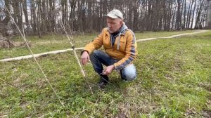 Дудник лесной или  дягиль лесной