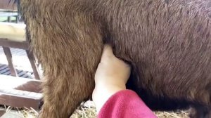 Дойка первокотки.  Антибрык для коз. Коза не даёт доить и не стоит на доильном столе.