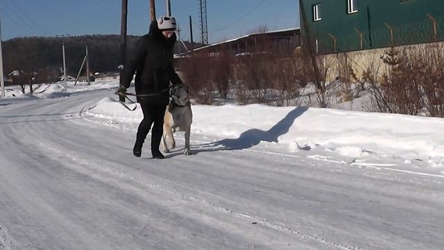 Чебише (Среднеазиатская овчарка) смотреть онлайн