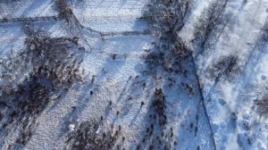 Корализация оленей? pandasakha #север #арктика #животные