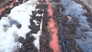 Выращивание винограда. Удобрение винограда. Внесение основного минерального удобрения 06.12.17