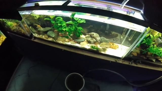 Removing Substrate and Adding Java Fern "Before & After" смотреть онлайн