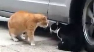 Ты где всю ночь шлялся???