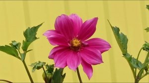 Flowers цветы красные желтые оранжевые сезоны