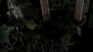 Замочил семена гороха и огурца в перекиси водорода