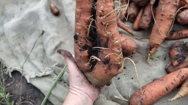 Утепляем окна. Выкопали морковь. Устроили модный показ. Тики-Текс. смотреть онлайн