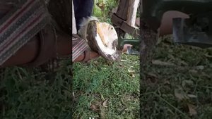 чистка копыта лошади. стрелка копыта