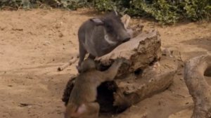 "Zooпарк": "Король бабуинов"