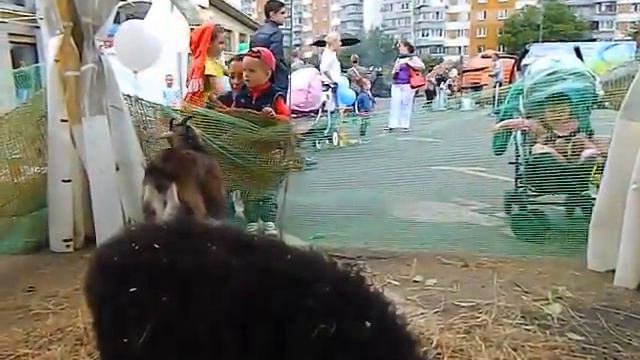 Выездной зоопарк, 8 965 380-13-11 смотреть онлайн