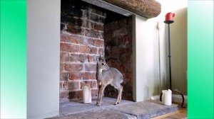 КАРЛИКОВАЯ АНТИЛОПА