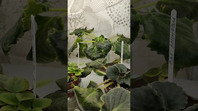ФИАЛКИ. Результат укоренения голов через месяц. 🏵️🏵️🏵️#комнатныерастения #фиалки #фиалка #сенполия🏵