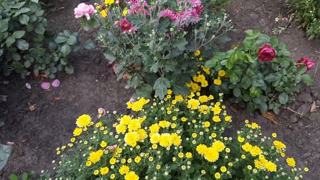 МОЙ ЦВЕТОЧНЫЙ РАЙ. ПРИГЛАШАЮ НА ПРОГУЛКУ.СЕРЕДИНА СЕНТЯБРЯ. смотреть онлайн