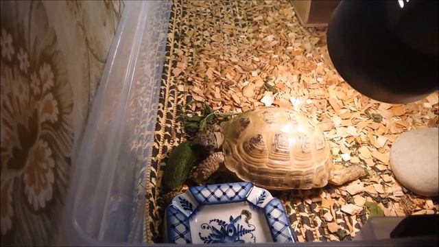 Уход за сухопутной черепахой. Пышка - хулиганка... смотреть онлайн