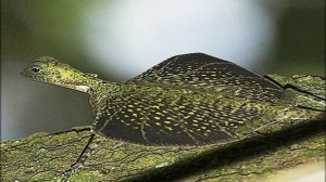 11 Летающий Дракон - DRACO LIZARD Stories Northern