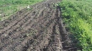 Микротрактор из мотокультиватора с плоскорезами