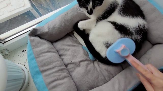 г.НИКОЛАЕВ??ЛАЙФХАК?РЕШИЛИ ПРОБЛЕМУ С ШКАФОМ И КОТАМИ ?#рекомендации #подпишись #николаев #лайфха смотреть онлайн