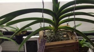 VANDA KULWADEE FRAGRANCE!!!