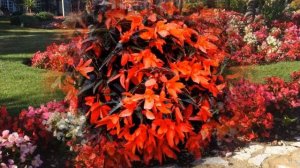 СУПЕР - БЕГОНИЯ / ВЕЛИКОЛЕПНОЕ УКРАШЕНИЕ КЛУМБЫ / begonia flower bed decoration ?