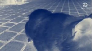 Как животные видят мир?