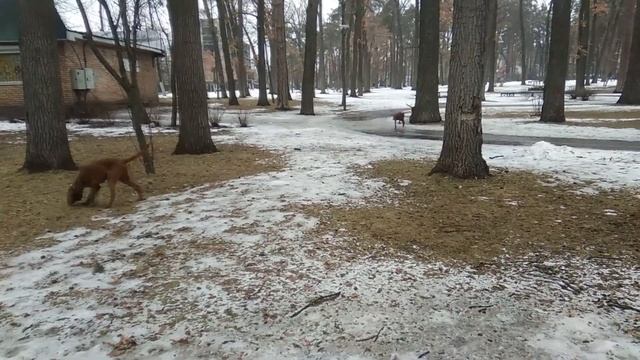Практически первый свободный выход в парк смотреть онлайн