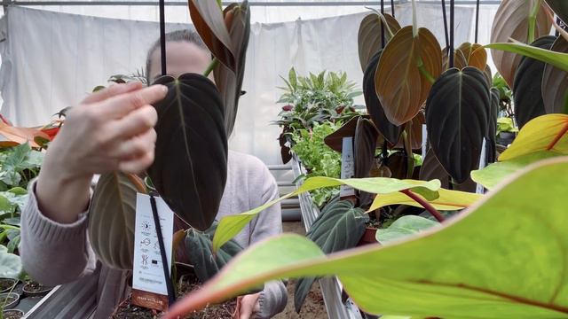 📢Dostawa 2w1!! Czyli niespodziewany najazd kolekcjonerskich okazów! смотреть онлайн