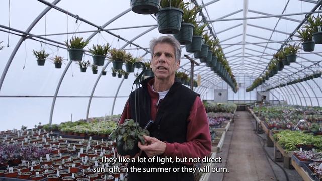 Episcia Coming to Cole Gardens смотреть онлайн