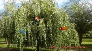 Ива белая Тристис (salix alba) ? белая ива Тристис обзор: как сажать, саженцы ивы Тристис