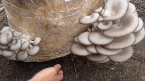Повторное использование грибных блоков / Выращивание грибов / Как продлить плодоношение блока