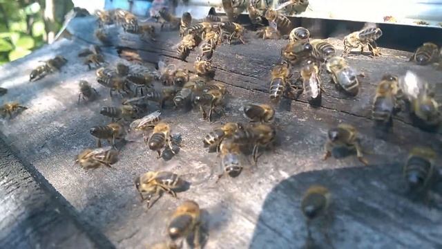 вентиляция улья пчёлами смотреть онлайн