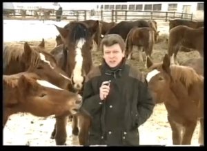 Журналист и кони - прикол во время эфира