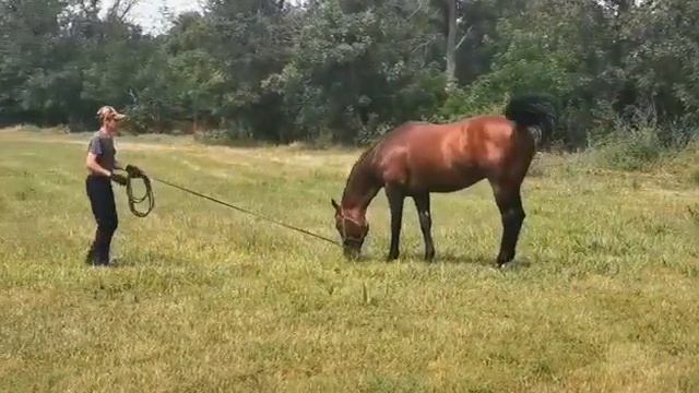 Солитари Стоун(USA) - жеребец-производитель конного завода "Мустанг" смотреть онлайн