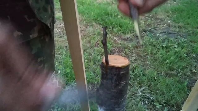 прививка летом абрикос / grafting the apricot in summer. apricot tree смотреть онлайн