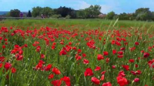 Поля цветущего мака в Пальсе. 01 мая 2022.