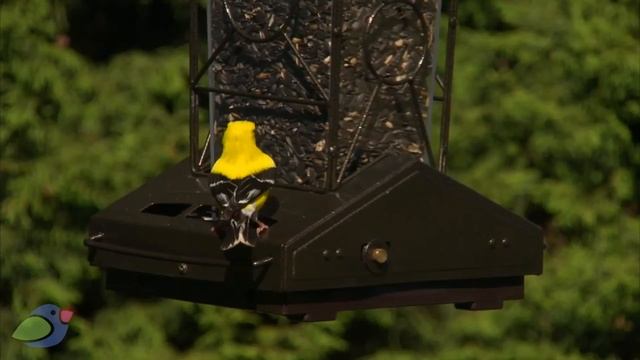 Супер кормушка для птиц от Perky Pet® Fortress® с защитой от белок. Кобрако.ру смотреть онлайн