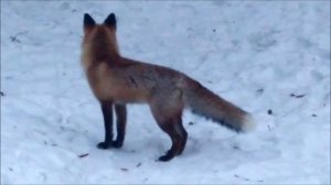 Хорошая примета: встретить лису в лесу