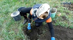 Как правильно посадить вишню. Ранняя вишня. Вишня посадка. Саженцы вишни